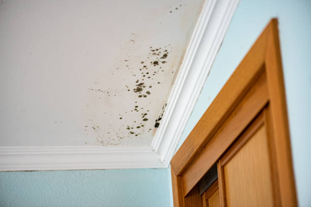 Best Water Damage & Mold Remediation  in Palos Hls, IL